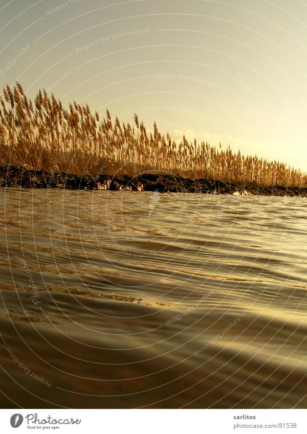 Golden Sea II Sunset White balance Back-light Puddle Common Reed Relaxation Calm Meadow Environment Autumn Pasture Light Grass Reflection Waves Weather Nature