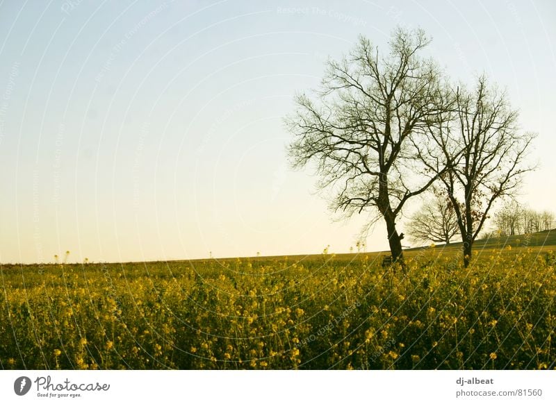 a tree Tree Wood Field Canola Dreary Yellow Exterior shot Sky Landscape Cover