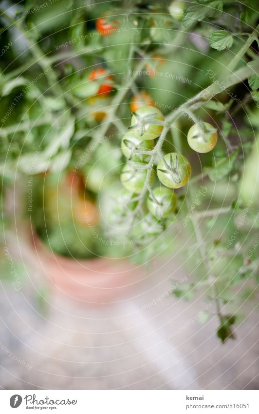 Soon they will taste again Food Vegetable Tomato Nutrition Organic produce Vegetarian diet Slow food Plant Agricultural crop tomato bush Pot plant Hang Growth