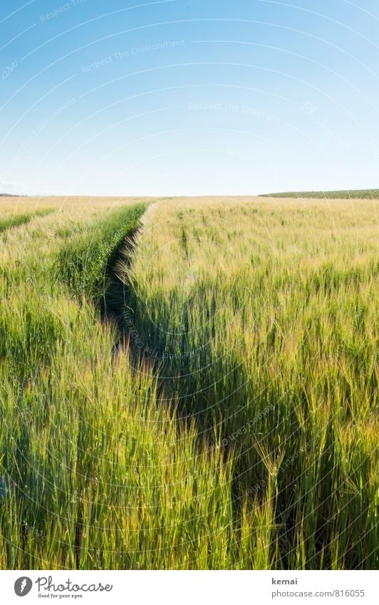 summer track Environment Nature Landscape Plant Sky Cloudless sky Sunlight Summer Beautiful weather Warmth Agricultural crop Barley Cornfield Grain Grain field