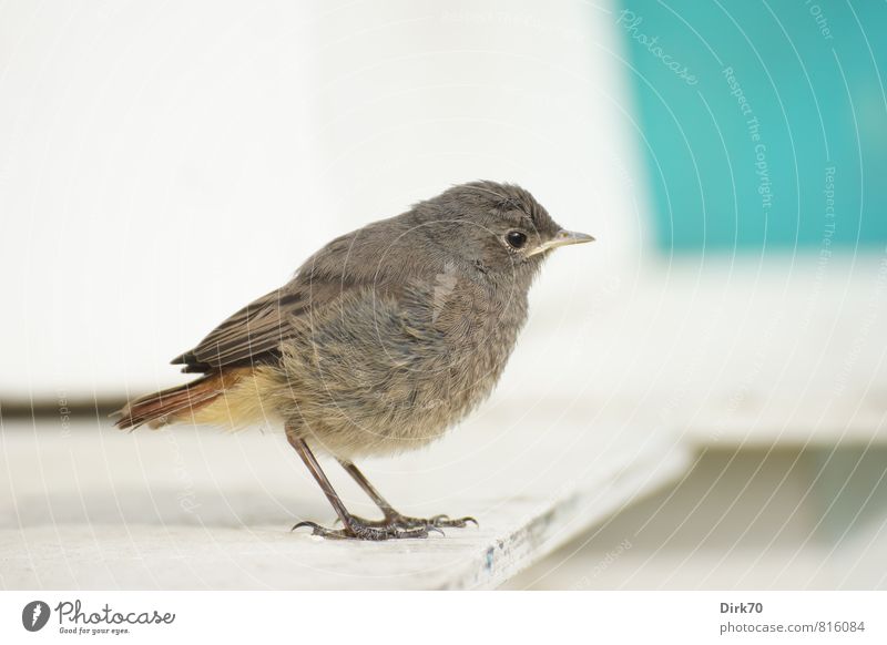 Red-tailed teenager, skeptical Summer Animal Wild animal Bird Songbirds Black redstart 1 Baby animal Wooden board Observe Looking Stand Small Curiosity Cute