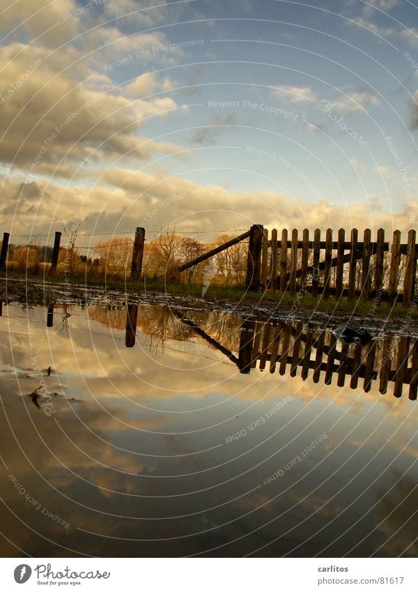 man, that's cow. Barbed wire Fold Horizon Fence Meadow Footpath Puddle Reflection Clouds Dramatic Wind Passion Middle Symmetry White balance 2 Beautiful Border