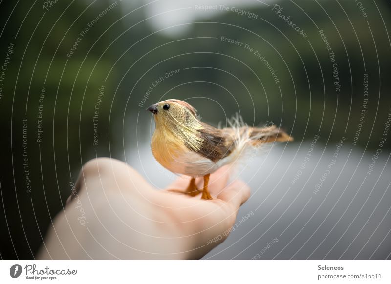 Better a sparrow in your hand Freedom Hand Environment Nature Animal Water Summer Pond Lake Bird Animal face Wing 1 Flying Safety Protection Safety (feeling of)