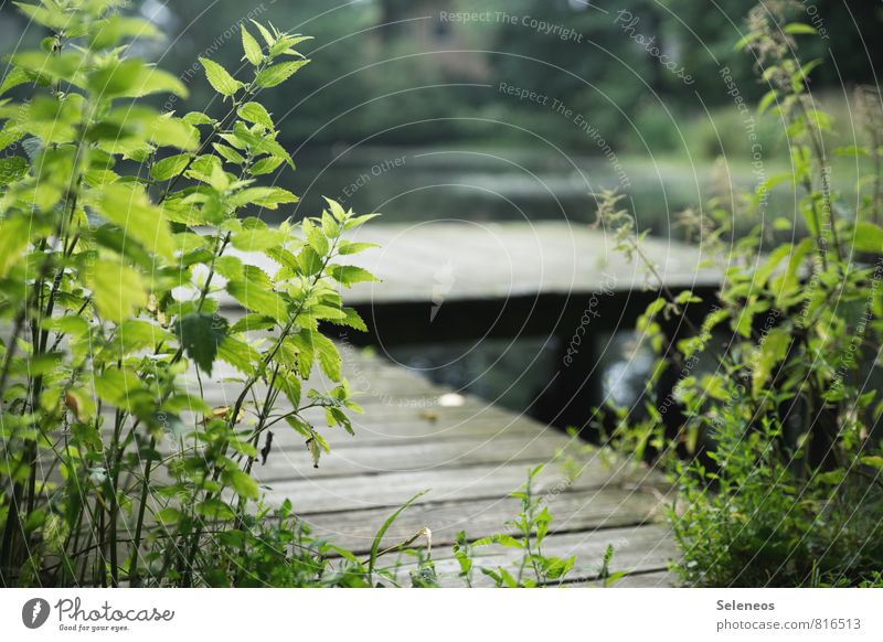 footbridge Vacation & Travel Environment Nature Landscape Water Summer Plant Stinging nettle Garden Park Coast Lakeside River bank Natural Footbridge