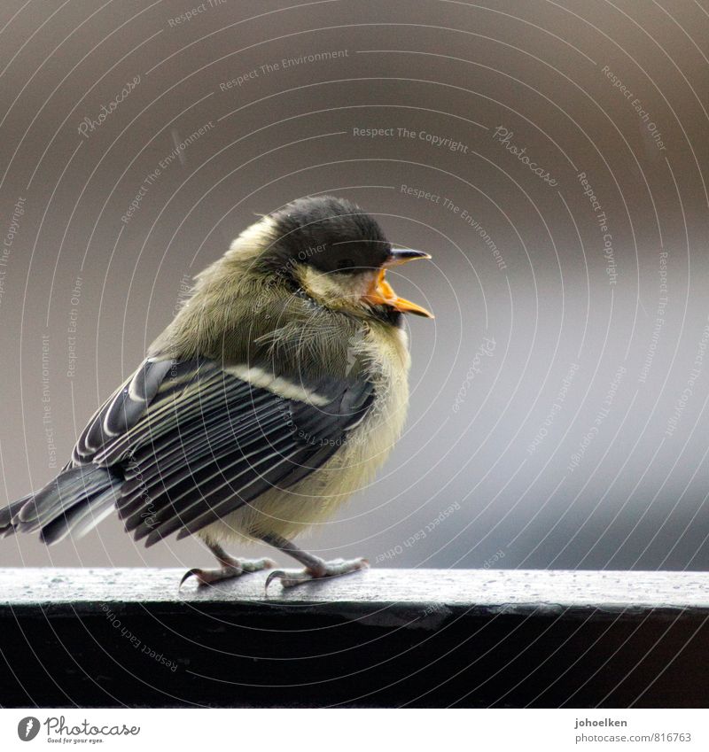 Singing in the rain Weather Bad weather Rain Animal Wild animal Bird Tit mouse 1 Crouch Dance Fat Small Round Brown Yellow Gray To console Threat Serene Cold
