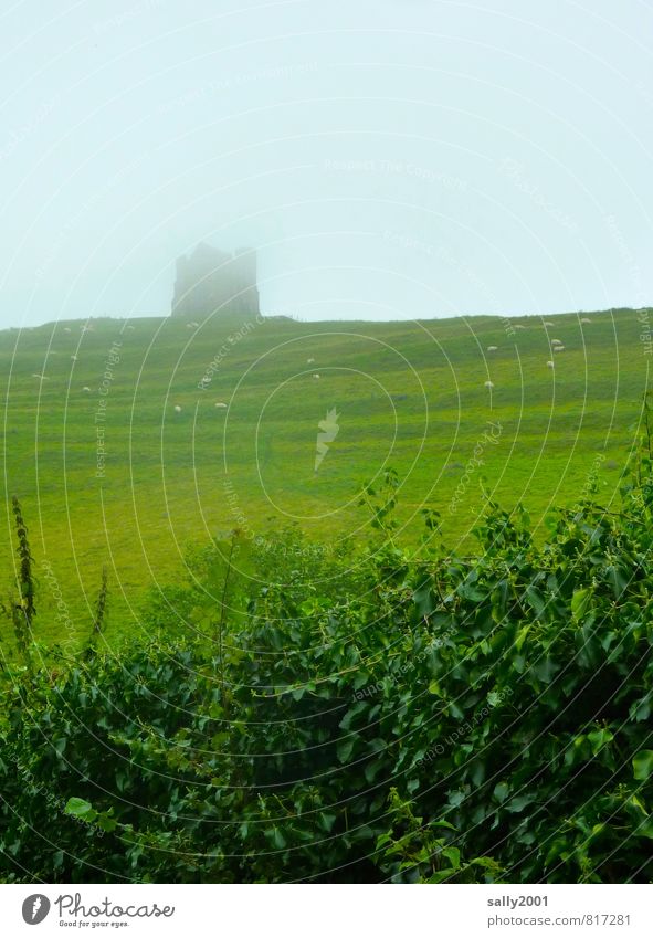 one of these foggy days in England... Landscape Summer Weather Bad weather Fog Grass Bushes Park Meadow Field Hill Castle Ruin Manmade structures Sheep Flock