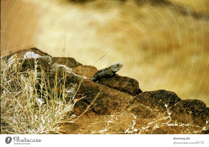 lizard Saurians Dinosaur Bushes Sri lanka