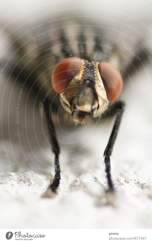 Fly eye Stock Photos, Royalty Free Fly eye Images