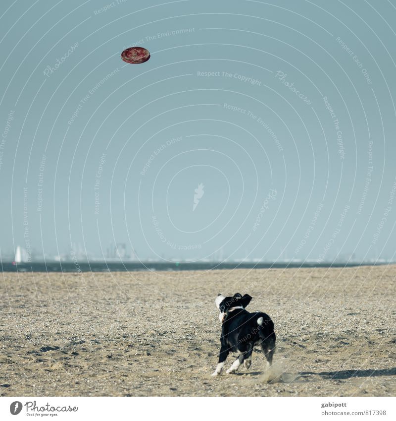 Voltage Landscape Sand Cloudless sky Horizon Beautiful weather Coast Beach North Sea Baltic Sea Ocean Animal Pet Dog 1 Catch Athletic Free Happiness Blue Joy