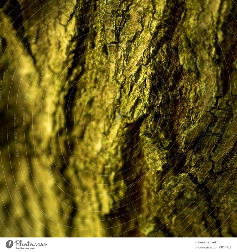 trunk Crumbled Tree Tree bark Wrinkles Wood Yellow Brown Past Decline Old encrusted Tree trunk