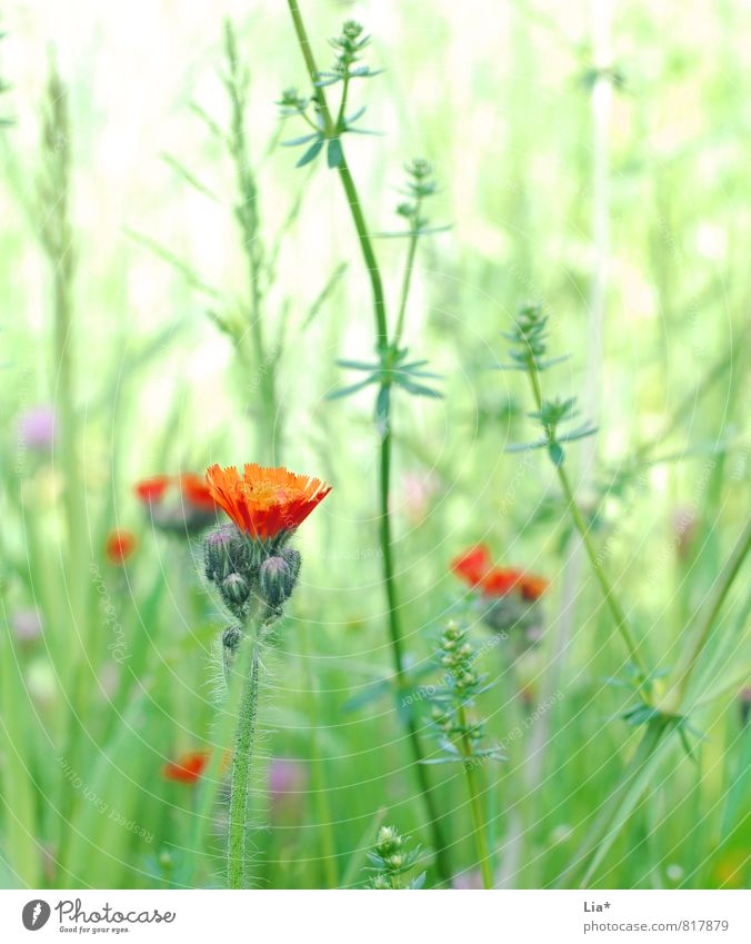 summer meadow Nature Plant Flower Grass Meadow Field Blossoming Growth Green Flower meadow Bud Grass green Colour photo Exterior shot Close-up Detail