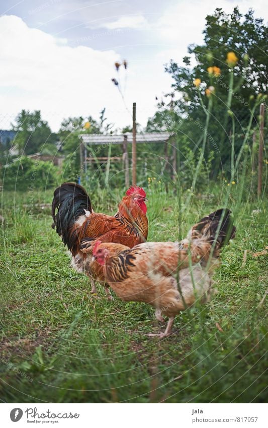 chicken out Environment Nature Landscape Sky Plant Tree Grass Bushes Garden Meadow Animal Farm animal Rooster Barn fowl 2 Pair of animals Happy Good Natural