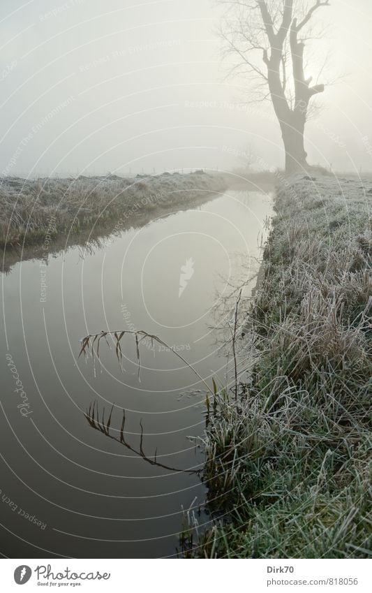 Silent morning in December Sun Sunlight Winter Fog Ice Frost Tree Grass Common Reed Meadow Field Bog Marsh Water ditch Old Threat Dark Fantastic Gray Green