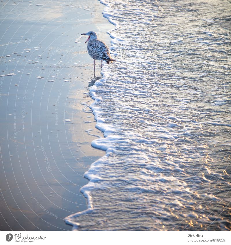 Seagull & Sea Vacation & Travel Summer vacation Beach Ocean Environment Nature Sand Water Waves Coast Baltic Sea Animal Wild animal Bird 1 Communicate To talk
