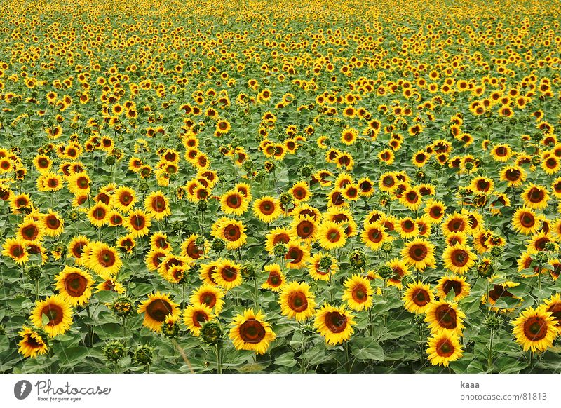 Hello SunShine Sunflower Yellow Field Flower Summer Provence France warm season