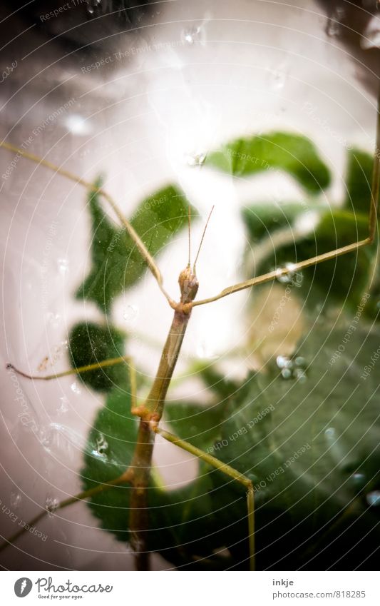 Sascha-Ulrike, our foundling Leaf Animal Pet Wild animal stick insect Locust Insect 1 Terrarium Packing film Airhole Glass Observe Hang Crawl Exceptional Thin
