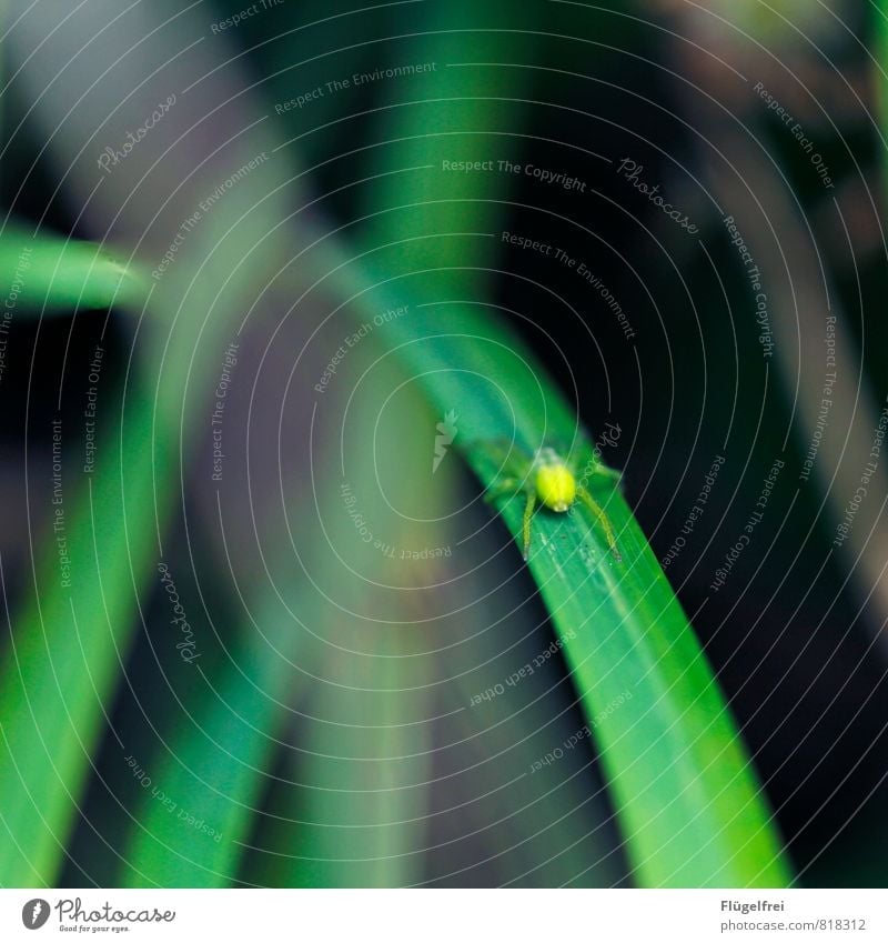 poisonous green Spider Sit bush spider Blade of grass Nature Forest Insect Poison Wait Hunting Legs Macro (Extreme close-up) Shallow depth of field Colour photo