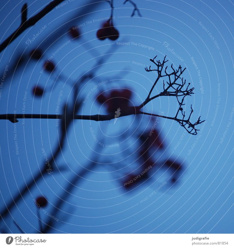 winter blue Plant Bushes Fine Part of the plant Botany Winter Berries Sky Blue Twig Structures and shapes