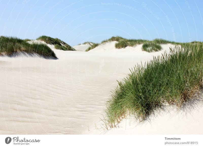 A dune. Vacation & Travel Environment Nature Landscape Plant Elements Sand Sky Cloudless sky Summer Beautiful weather Marram grass North Sea Beach dune Esthetic