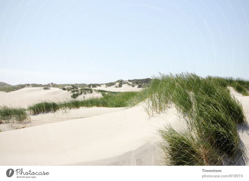 Another dune. Vacation & Travel Environment Nature Landscape Plant Elements Sand Sky Cloudless sky Summer Beautiful weather Marram grass Dune Denmark Esthetic