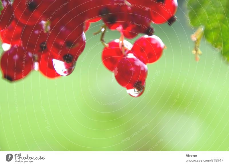 blurred berries Redcurrant Fruit Plant Water Drops of water Bushes Agricultural crop Berries Berry bushes Träuble grape fruit berry fruit Garden Hang Fluid