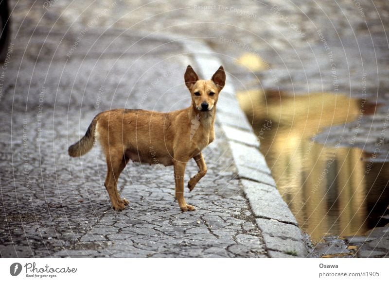 Sibiu / Sibiu II Dog Romania Siebenbürgen Cute Sweet Puddle Sidewalk Pavement Tar Spoon Reflection Comical Beautiful Asphalt Road traffic Fine Friendliness