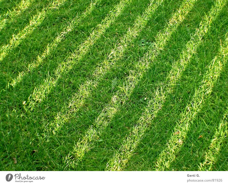 Green strip Park Stripe - a Royalty Free Stock Photo from Photocase