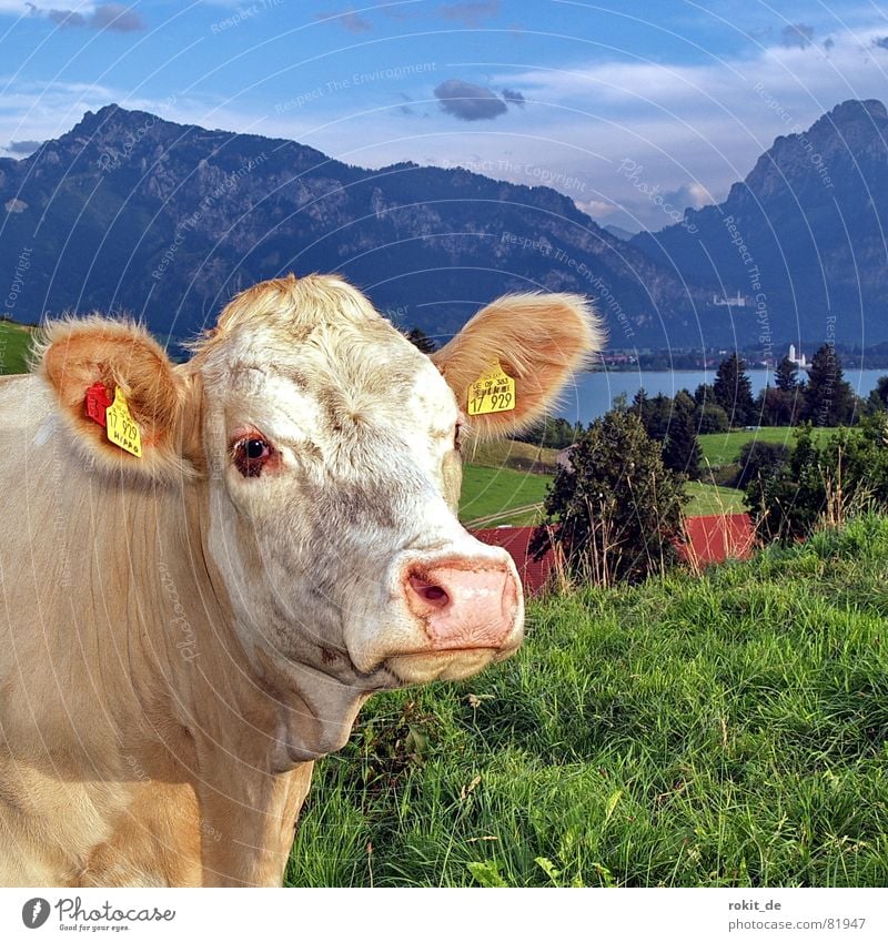En goldisch Cattle Button eyes Castle Neuschwanstein Lake Forggensee Dairy cow Cow Cute Alpine pasture Allgäu Snout Buttons Grass Hill Clouds Damp Pelt