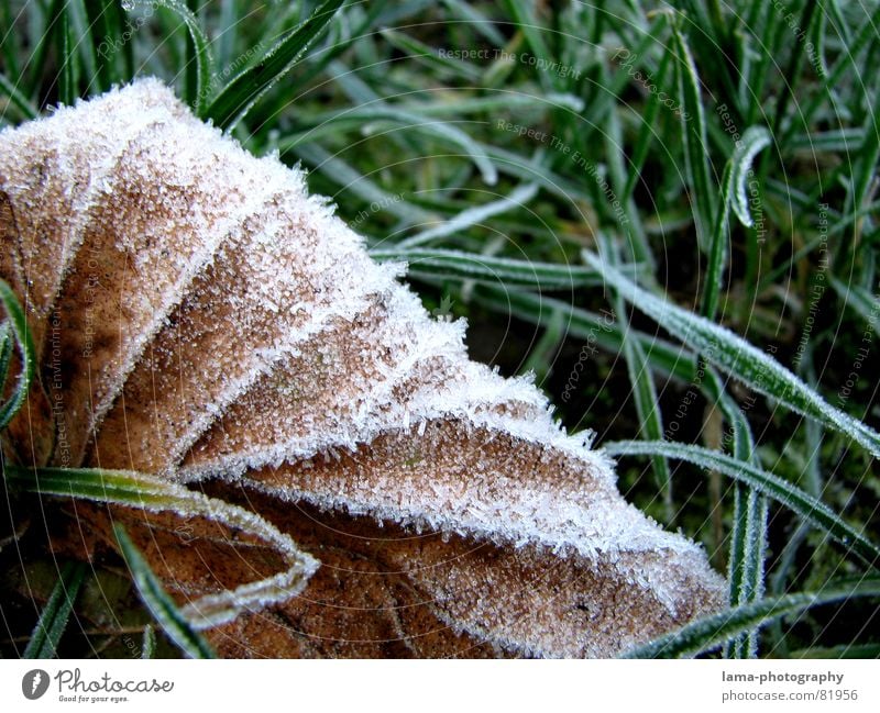 chill Cold Leaf Grass Blade of grass Ice Meadow Green space Plant Environment Fresh Autumn Brown Frozen Ice crystal Express train Macro (Extreme close-up)