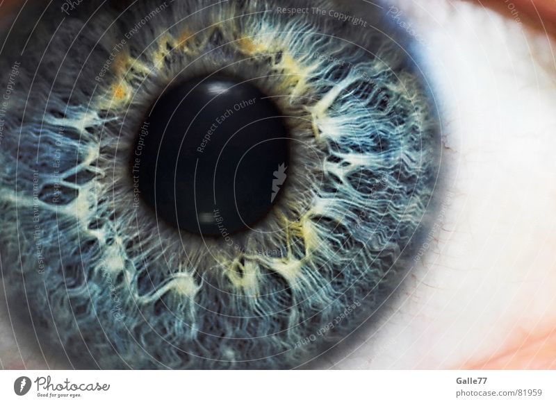 Iris Pupil Iris Eyes A Royalty Free Stock Photo From Photocase