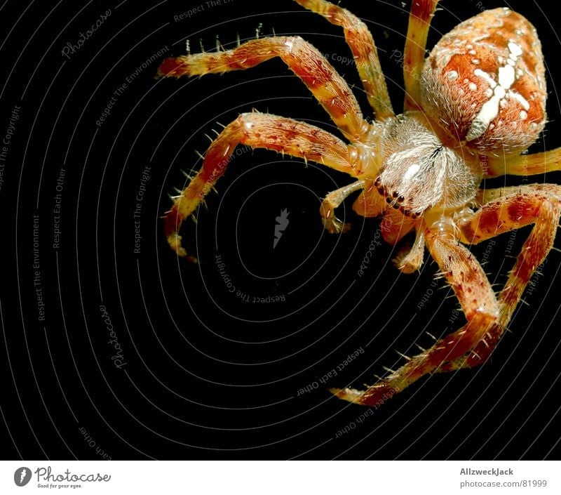 8 eyes for a Hallejujah Cross spider Spinner Spider's web Orb weaver spider Macro (Extreme close-up) Cobwebby arthropod araneus watchful net construction
