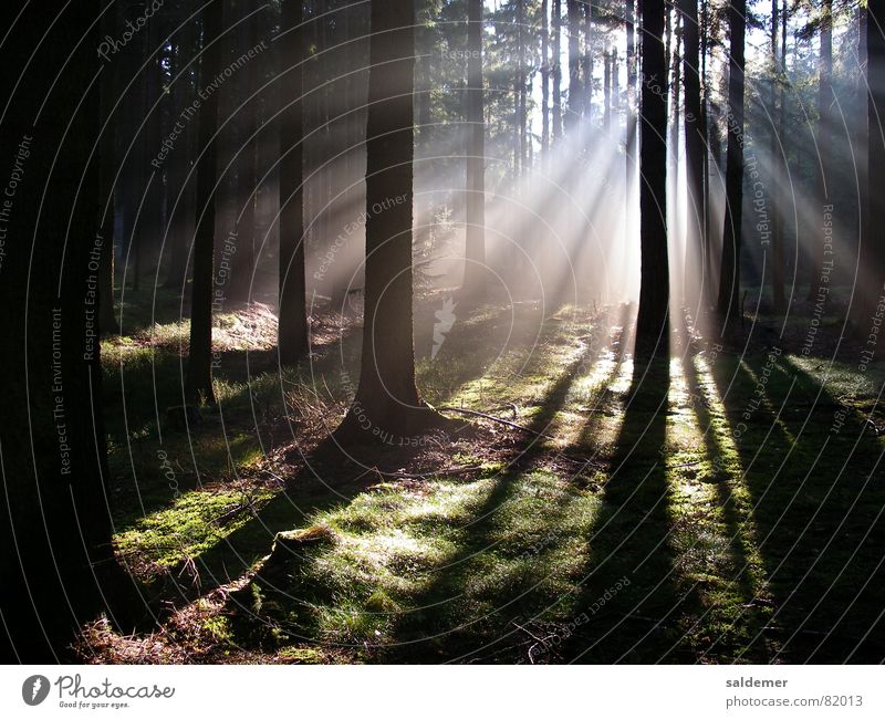 magic forest Forest Light Moody Tree Sunbeam Fog Magic Beam of light