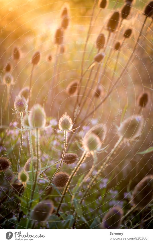 Dreamy Nature Landscape Plant Sunrise Sunset Sunlight Summer Bushes Foliage plant Wild plant Thistle Teasel Field Illuminate Thorny Brown Yellow Gold Green