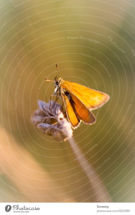 Relaxed #200 Nature Plant Animal Summer Grass Meadow Field Butterfly 1 Relaxation Sit Warmth Brown Yellow Moody Contentment Warm-heartedness Serene Patient Calm