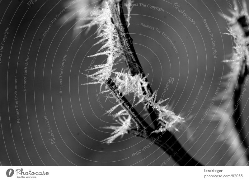 winter fascination Cold Tree Freeze Dark Black Winter ice crystals Ice Branch Frost Wind wise Snow