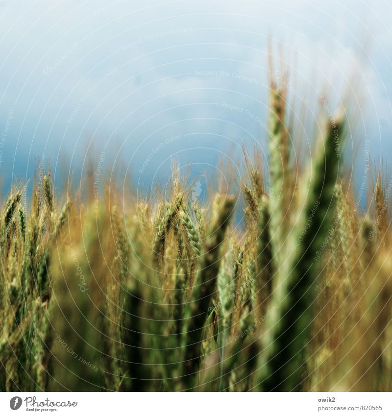 sweet grasses Environment Nature Plant Sky Clouds Horizon Summer Climate Weather Beautiful weather Agricultural crop Barleyfield Barley ear Movement Stand