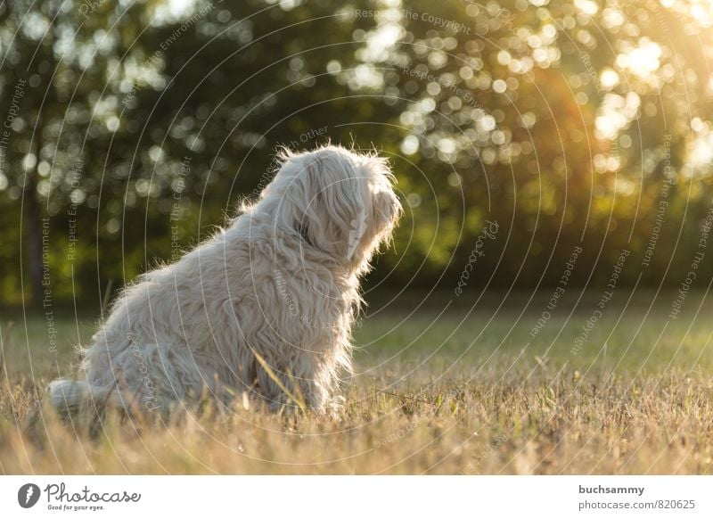 Thoughtful Nature Animal Sun Sunrise Sunset Sunlight Grass Meadow Pelt Long-haired Pet Dog 1 Sit Yellow Green White Moody Obedient companion dog bichon