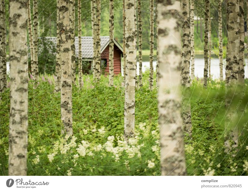 Birch Forest & Sauna Relaxation Swimming & Bathing Vacation & Travel Summer Summer vacation Nature Meadow Lakeside Pond House (Residential Structure) Hut