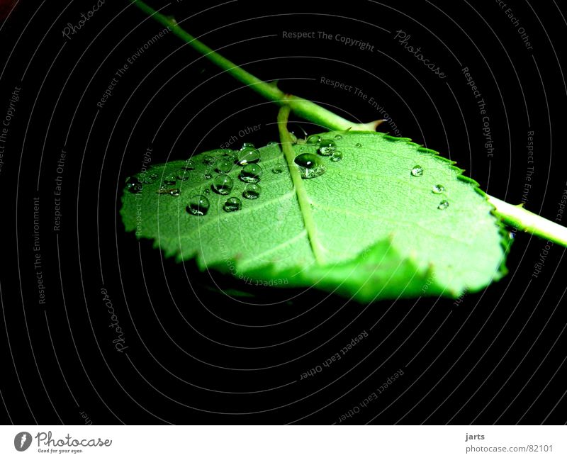 Only small drops Leaf Rose Drops of water Green Rose leaves Water Rain Rope jarts