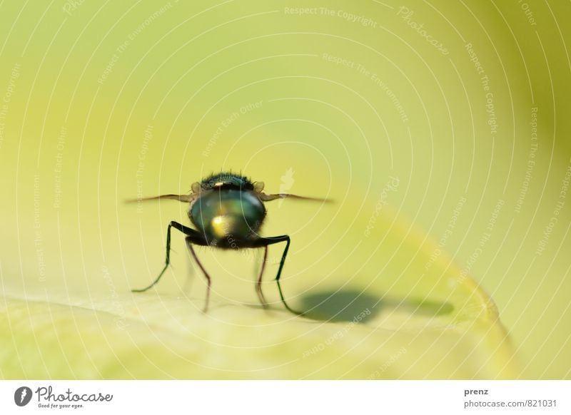 with shade Environment Nature Animal Wild animal Fly 1 Green Black Insect Sit Leaf Summer Colour photo Exterior shot Close-up Macro (Extreme close-up) Deserted