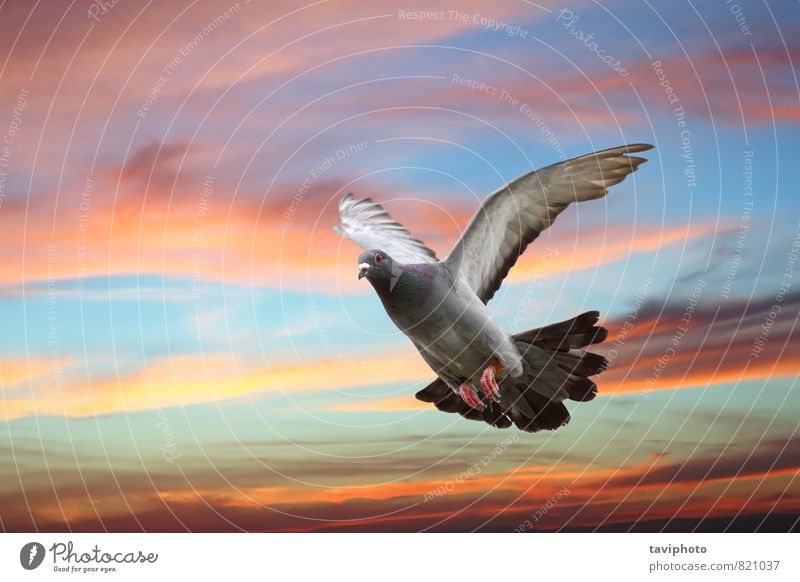 pigeon flying over beautiful sky Elegant Beautiful Body Freedom Nature Animal Sky Bird Pigeon Wing Movement Flying Wild Blue Gray Hope Colour Peace in flight