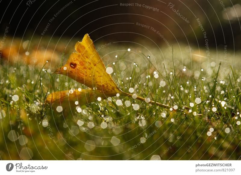 ginkgo leaf Nature Plant Drops of water Autumn Grass Leaf Meadow Glittering Cold Wet Brown Yellow Green White Ginko Colour photo Exterior shot Close-up