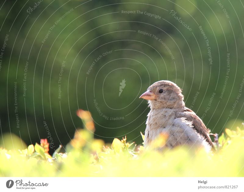 birdy Environment Nature Plant Summer Beautiful weather Bushes Foliage plant Hedge Park Animal Wild animal Bird Sparrow 1 Baby animal Observe Looking Wait