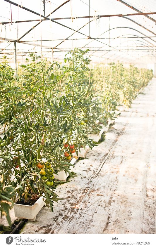 tomatoes Work and employment Gardening Workplace Agriculture Forestry Plant Agricultural crop Tomato Tomato plantation Manmade structures Building Greenhouse