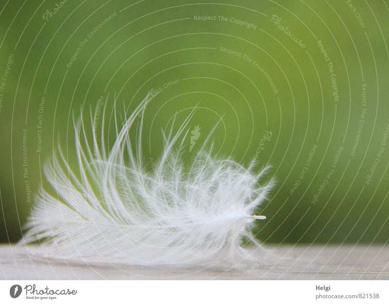 as light as a feather... Nature Animal Lie Esthetic Beautiful Uniqueness Small Natural Gray Green White Transience Feather Easy Ease Delicate Soft Colour photo