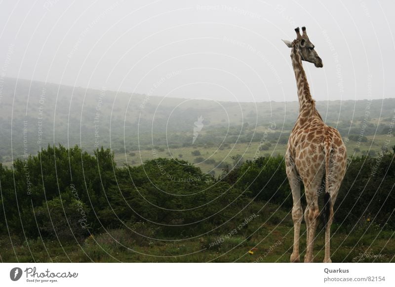 Giraffe in the morning Nature reserve Wild animal South Africa Fog Animal Horizon Forest Bushes Steppe Clouds Safari Wilderness Vail Herbaceous plants