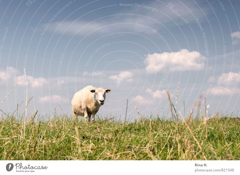 What are you looking at? Nature Sky Clouds Summer Beautiful weather Grass Animal Farm animal 1 Observe To feed Stand Bright Warmth Dike Sheep Colour photo