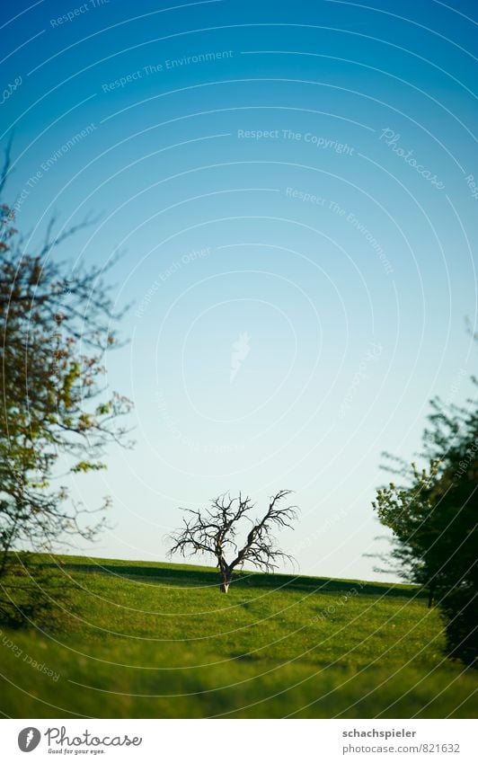 half full half Nature Landscape Animal Sky Cloudless sky Spring Beautiful weather Plant Tree Meadow Hill Old Blue Green Transience Colour photo Exterior shot