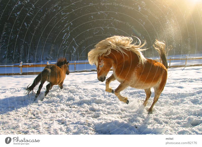 Horses in the snow Haflinger Wild horses Animal Pasture Winter Jump Hop Joie de vivre (Vitality) Cowboy Mane Whinny Life Joke Mammal Joy Horse's gait horse-like