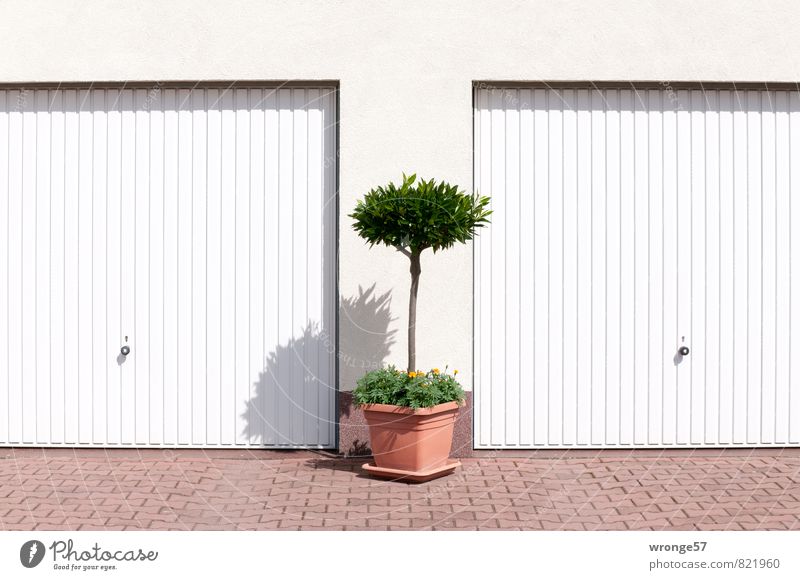 Cost.bar Treasure chests. Garage Wall (barrier) Wall (building) Garage door Town Brown Green White Plant Pot plant Colour photo Subdued colour Exterior shot